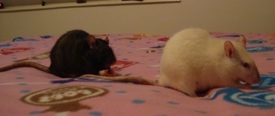 A black rat is standing on a bed behind a white rat. They are both eating items on top of a pink blanket.