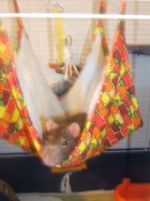A brown with white rat is laying in a colorful hammock inside of its cage. It is looking forward.