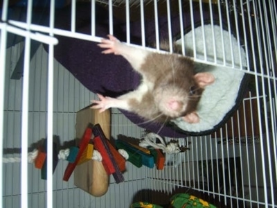 Close Up - A brown with white rat is laying in a fluffy purple bed hanging from the top of a cage. The rat is making its way out of an open cage door.