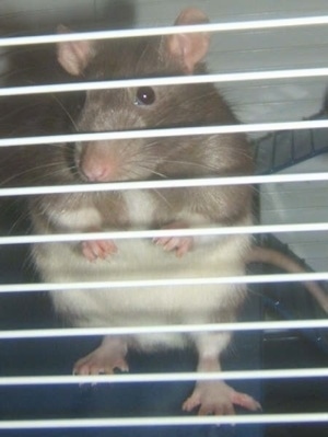 A brown with white rat is standing on its back legs and it is looking out of the cage it is in. It is looking forward.