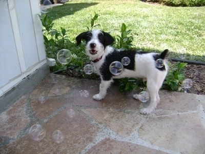 The left side of a black and white scuffy looking Ratese dog that is standing on a stone porch. Its mouth is open and it is looking at bubbles being blown across its face.