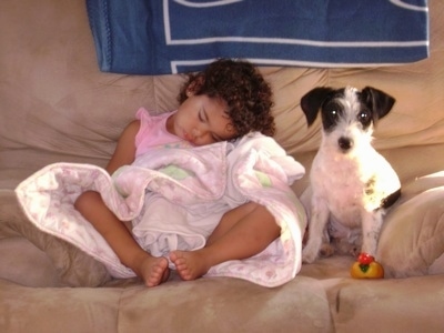 A black and white Ratese dog is sitting on a couch and it is looking forward. Next to the dog is a sleeping toddler wrapped in a blanket.