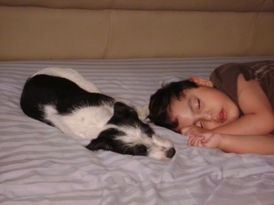 A black and white Ratese is laying on a bed next to a sleeping boy.