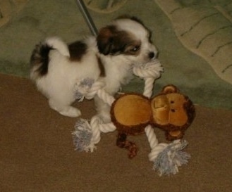A tiny white with black and tan Ratese puppy is standing on a rug and it is pulling the rope arms of a monkey toy.