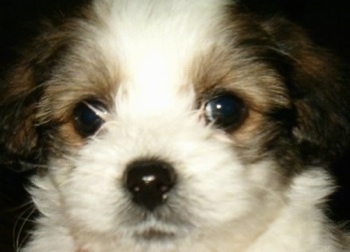 Close up head shot - A white with black and tan Ratese puppy is looking forward. It has large round black eyes.