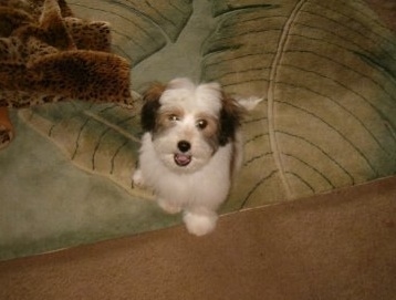 Topdown view of a white with black and tan Ratese puppy that is sitting on a rug that has a leaf pattern and it is looking up. Its mouth is open and it looks like it is smiling.