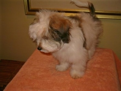 A white with black and tan Ratese puppy is standing on an elevated platform and it is looking over the edge.