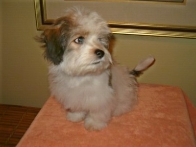 A furry soft looking little white with black and tan Ratese puppy is sitting on an elevated platform that is looking up and to the right.