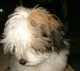 Close up head shot - A long coated fluffy looking white with black and tan Ratese is looking down and to the left. Its head looks like a mop.