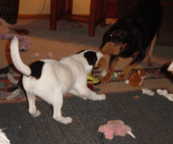 A white with black Rottaf puppy is having a tug-of-war with his Rottweiler friend.