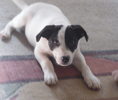 Front view - A white with black Rottaf puppy is laying on a carpet and it is looking up. Its body is all white and its head is black with a white stripe down its stop to its snout.