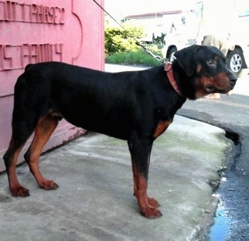 The right side of a black and tan Rottweiler dog that is standing on a sidewalk in front of a red wall looking to the right.