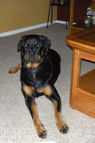 Front view - A black and tan Rottweiler is laying on a tan carpet and it is looking forward. There is a coffee table to the right of it.