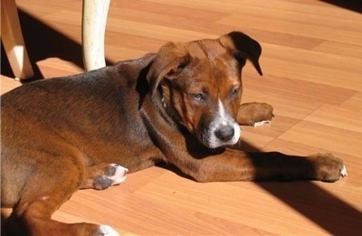 A shorthaired brown with black and white Rus-A-Pei puppy is laying across a hardwood floor and it is looking forward.