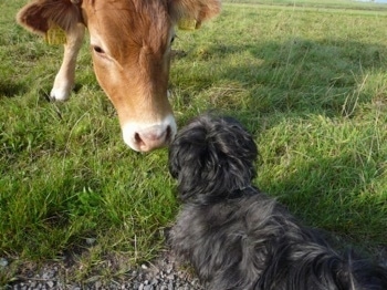 The back left of a Russian Tsvetnaya Bolonka that is standing in grass and a brown with white cow is nose to nose with it.