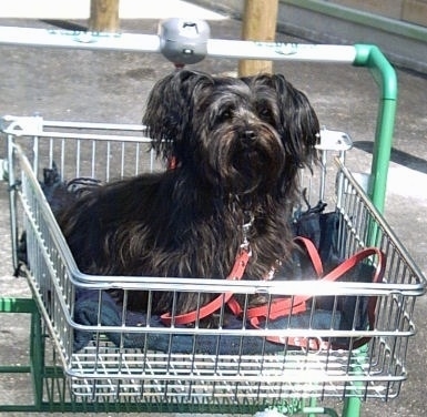 A small breed black Russian Tsvetnaya Bolonka dog sitting in a shopping cart and it is looking forward.