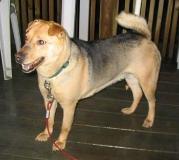 The front left side of a large breed, tan and black dog that is standing across a wooden porch. It is looking to the left, its mouth is open and it looks like it is smiling. The dog has a ring curl tail, small fold over v-shaped ears, a black nose and dark eyes.
