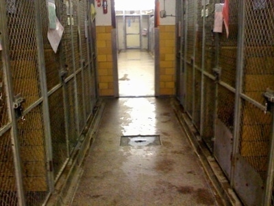 Close Up - The Halls of the SPCA