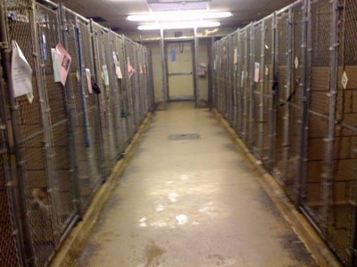 The halls of a local SPCA