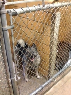 A black, grey and white Norwegian Elkhound is standing behind a chain link kennel gate in a SPCA building. It is looking up and its mouth is open.