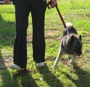 A person is attempting to walk a black, grey and white Norwegian Elkhound across a field. The dog is pulling to the right.