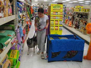 A girl in a grey shirt is leading a black, grey and white Norwegian Elkhound down an aisle at a pet store.