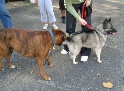 A brindle Boxer dog is sniffing the backside of a black, grey and white Norwegian Elkhound.