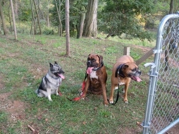 A black, grey and white Norwegian Elkhound and a brindle Boxer are sitting in grass on the opposite of a gate. Next to them is a standing brown with black and white Boxer. All of the dogs are panting.