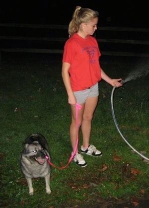 A blonde-haired girl is standing in grass spraying water out of a hose and she is also holding the leash of a black, grey and white Norwegian Elkhound. The mouth of the dog is open and it is looking to the right.
