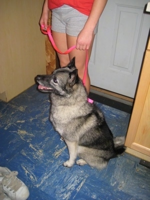 A black, grey and white Norwegian Elkhound is sitting on a blue floor, it is looking to the left and it is panting. Behind the dog is a person in a red shirt and gray shorts that is holding its leash.