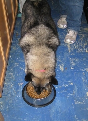 Topdown view of a black, grey and white Norwegian Elkhound eating dog food out of a bowl.
