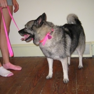 A black, grey and white Norwegian Elkhound is standing on a hardwood floor and it is looking to the left. Its mouth is open and tongue is out.