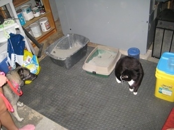 Two kitty litter boxes are on top of a grey mat and to the right of them is a black with white cat. There is a black, grey and white Norwegian Elkhound watching the cat.