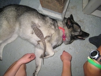 Topdown view of a black, grey and white Norwegian Elkhound that is laying the floor and there is a lizard on top of it.