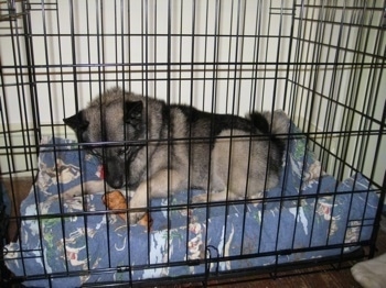 A black, grey and white Norwegian Elkhound  is laying on a blue dog bed inside of a crate. There is a dog bone under its front left paw.