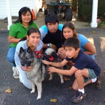 A family of 5 is posing for a picture on a blacktop surface and there is a black, grey and white Norwegian Elkhound in front of them. The dogs mouth is open, tongue is out and it is looking to the left.