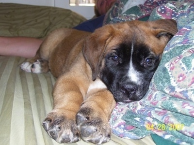 Close up front view - A small brown with black and white Saint Bermastiff puppy is laying against a person that is covered in blankets.