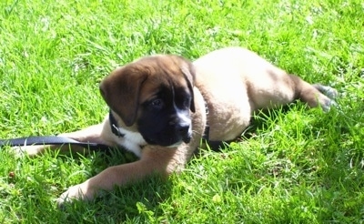 Side view - A brown with black and white Saint Bermastiff puppy is laying across grass and it is looking to the right.
