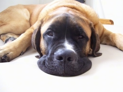 Close up front view - A brown with black and white Saint Bermastiff is laying down on a carpet and it is looking forward. Its front legs are spread to the sides and the extra skin on its face is spread out like a freshly poured pancake.