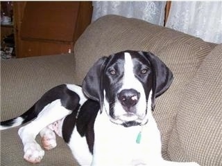 Front view - A black and white Saint Dane that is laying across a tan couch and it is looking up. The dog has a large head compared to its body.