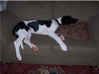 A large black and white Saint Dane puppy is sleeping on top of a green couch and its head is on a brown pillow.