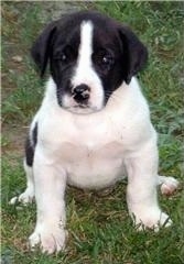 Close up front view - A wide chested, black and white Saint Dane puppy is sitting in grass and it is looking up.