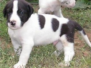 Close up side view - A black and white Saint Dane puppy is standing across grass and it is looking forward. There is another puppy behind it.