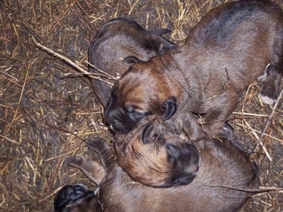 Top down view of three brown and black newborn Saint Dane puppies that are sleeping on top of each other.