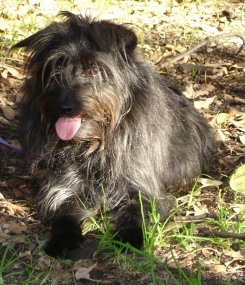 Front view - a shaggy, long-coated, black and gray Schipese dog laying in grass looking forward. Its mouth is open and its tongue is out.