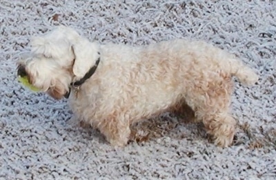 The left side of a dirty, low to the ground, white Sealyham Terrier that is standing in snow with a tennis ball in its mouth.