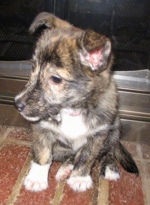 Close up front view - A black and tan brindle with white Shelestie puppy is sitting on brick in front of a fireplace looking to the left. Its ears are standing up with the tips folded over to the front.