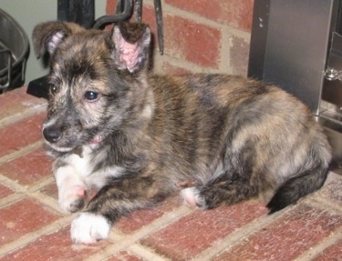 A black and tan brindle with white Shelestie puppy is laying in front of a fireplace across a brick surface and it is looking to the left. Its ears are standing up, but folded over to the front at the tips. It has white on its paws.