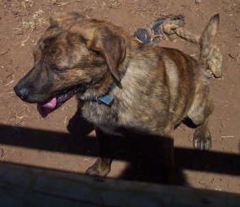 A brown brindle is Labrador mix sitting in dirt