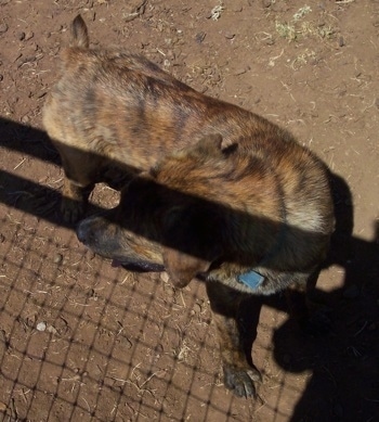 Topdown view of the right side of a brown brindle Labrador mix that is standing in dirt and looking to the left.